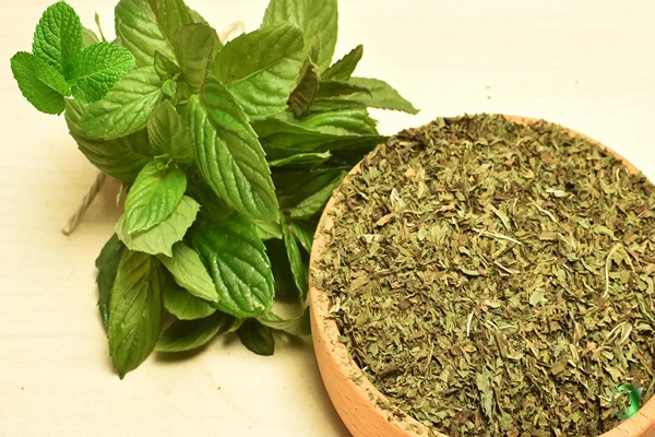 خرید نعنا کوهی